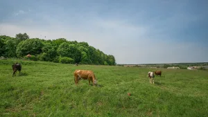 Усадьба Улыбышевых (Лукино)