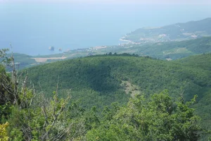 Шарха