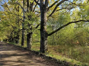 Парк (Ивангород)