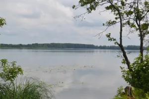 Свиношное