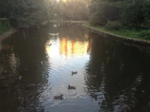 Медведковский пруд