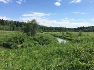 Веля
