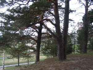 Парк (Юрино)