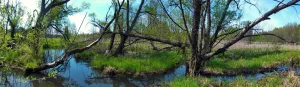 Ректа