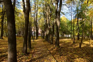 Васильевское (усадьба, Рузский район)