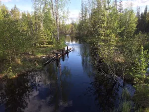 Кивийоки