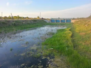 Ветлянка