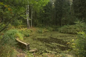 Южный Нижний Новошалейный пруд с плотиной (Павловск)
