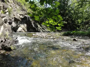 Горбуша