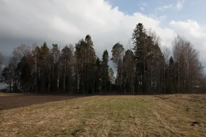 Культовая роща (Новинка)
