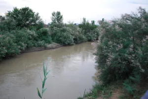 Калаус