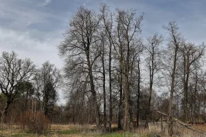 Парк (Федоровское)