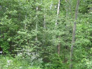 Парк (Ломоносов)