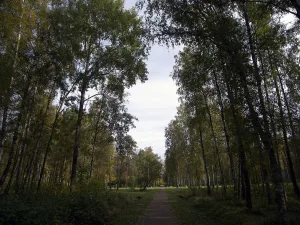 Парк Сосновая поляна