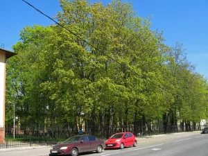 Сад