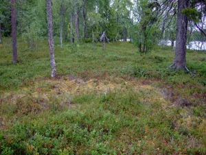 Kalmasaari