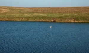 Серёна